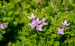 Boronia alata