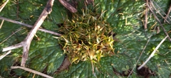 Arctopus echinatus