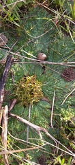 Arctopus echinatus