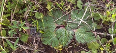 Arctopus echinatus