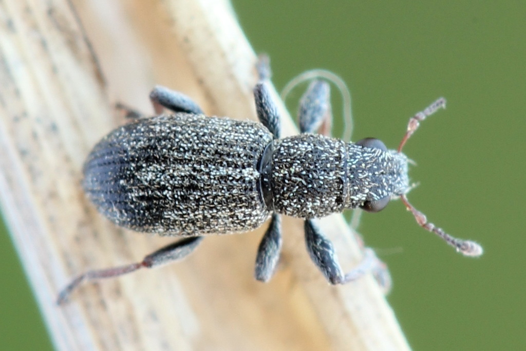 Sitona ambiguus