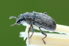 Sitona ambiguus