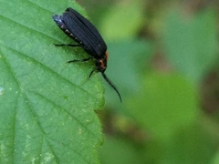 Eropterus trilineatus
