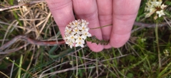 Gnidia squarrosa