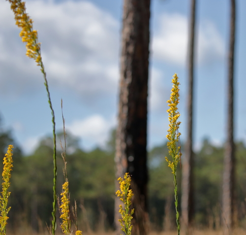 Image of Solidago virgata by (c) Kim, some rights reserved (CC BY)