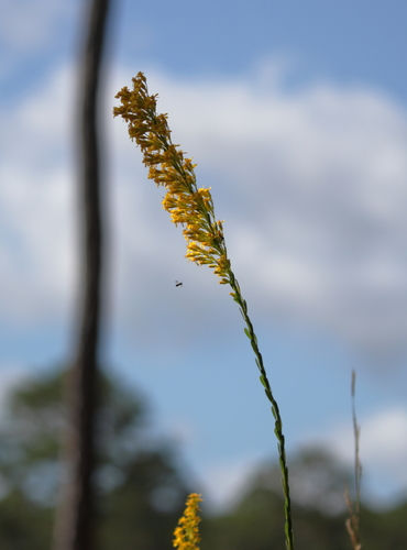 Image of Solidago virgata by (c) Kim, some rights reserved (CC BY)