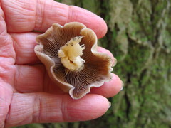 Psathyrella conissans
