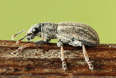 Sitona striatellus