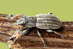 Sitona striatellus