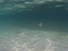 Trachinotus goodei