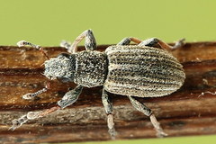 Sitona striatellus