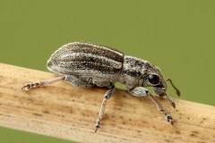 Sitona striatellus