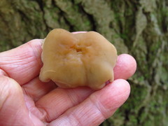 Psathyrella conissans