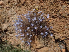Wahlenbergia oxyphylla