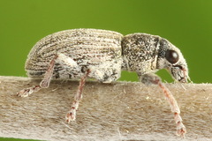 Sitona striatellus