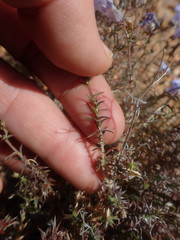 Wahlenbergia oxyphylla