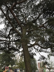 Pinus