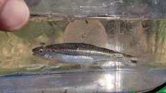 Notropis leuciodus