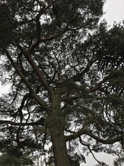 Pinus