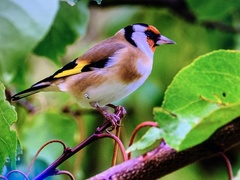 Carduelis carduelis