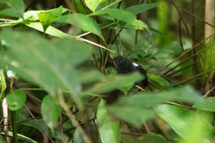 Cercomacroides laeta