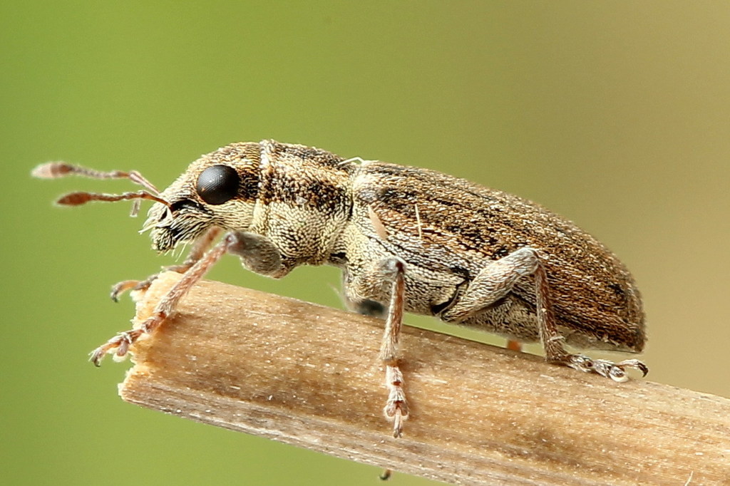 Sitona suturalis