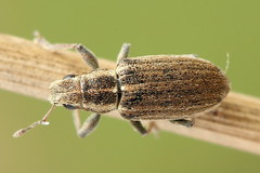 Sitona suturalis