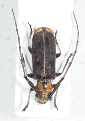 Eunidia batesii