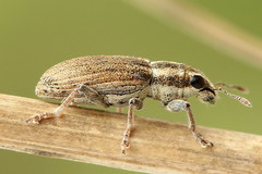 Sitona suturalis