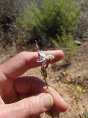 Chlorophytum graminifolium