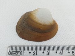 Monocondylaea jaspidea