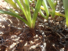 Chlorophytum graminifolium