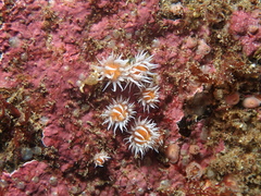 Actinothoe sphyrodeta