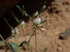 Lotononis falcata