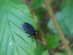 Eropterus trilineatus