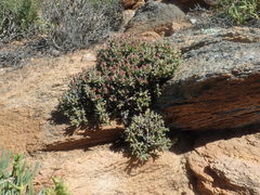 Antimima koekenaapensis