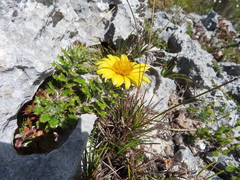 Berkheya coriacea