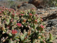 Antimima koekenaapensis