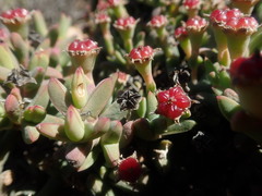 Antimima koekenaapensis