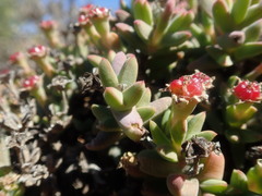 Antimima koekenaapensis