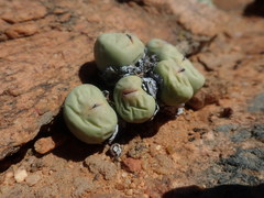 Conophytum pageae