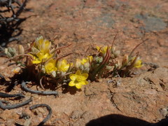 Ornithogalum rupestre