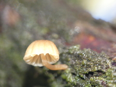 Mycena juniperina