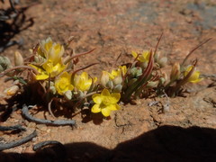 Ornithogalum rupestre