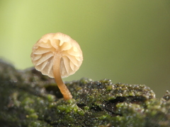 Mycena juniperina