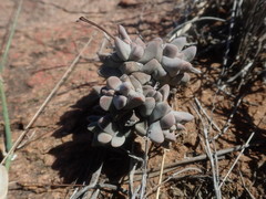 Crassula deceptor