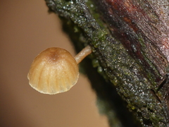Mycena juniperina