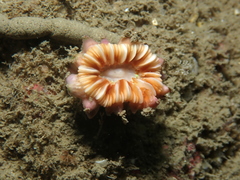 Caryophyllia smithii