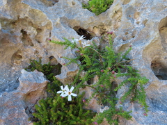 Jamesbrittenia calciphila