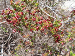 Erica interrupta